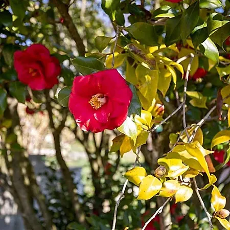 La Cascina Dei Ciliegi Arona